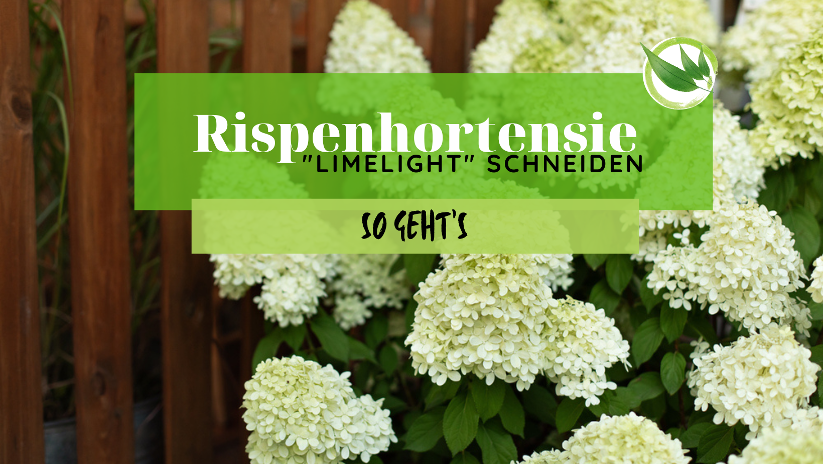 Rispenhortensie „Limelight“ schneiden – So geht’s