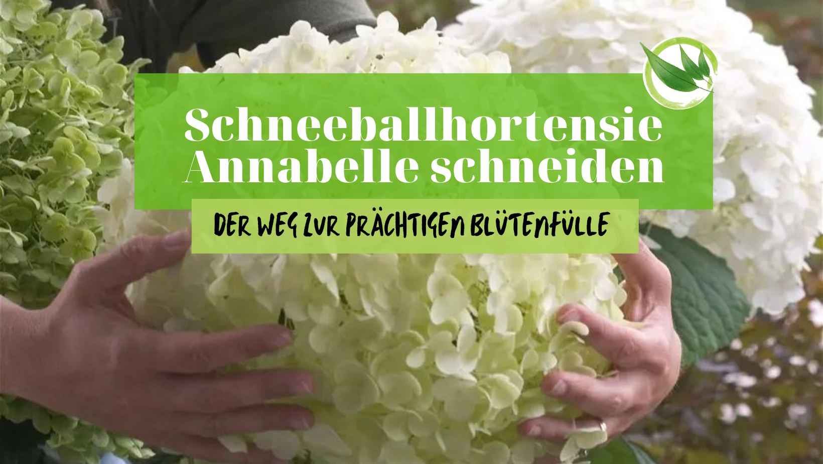 Schneeballhortensie Annabelle schneiden: Der Weg zur prächtigen Blütenfülle