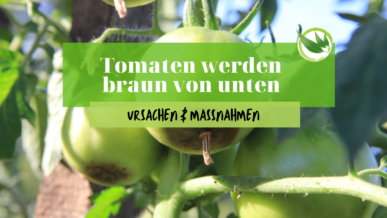 Tomaten werden braun von unten – Ursachen & Maßnahmen