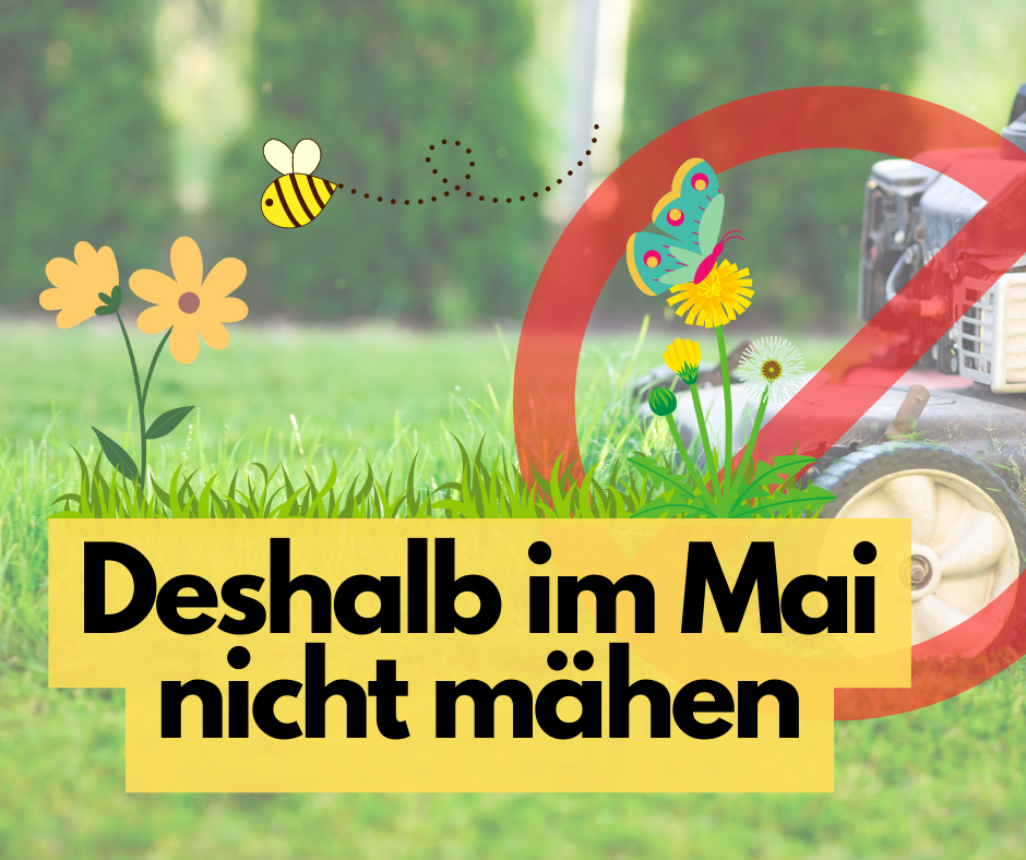 Im Mai nicht Rasenmähen: Warum es wichtig ist, die Natur zu schonen