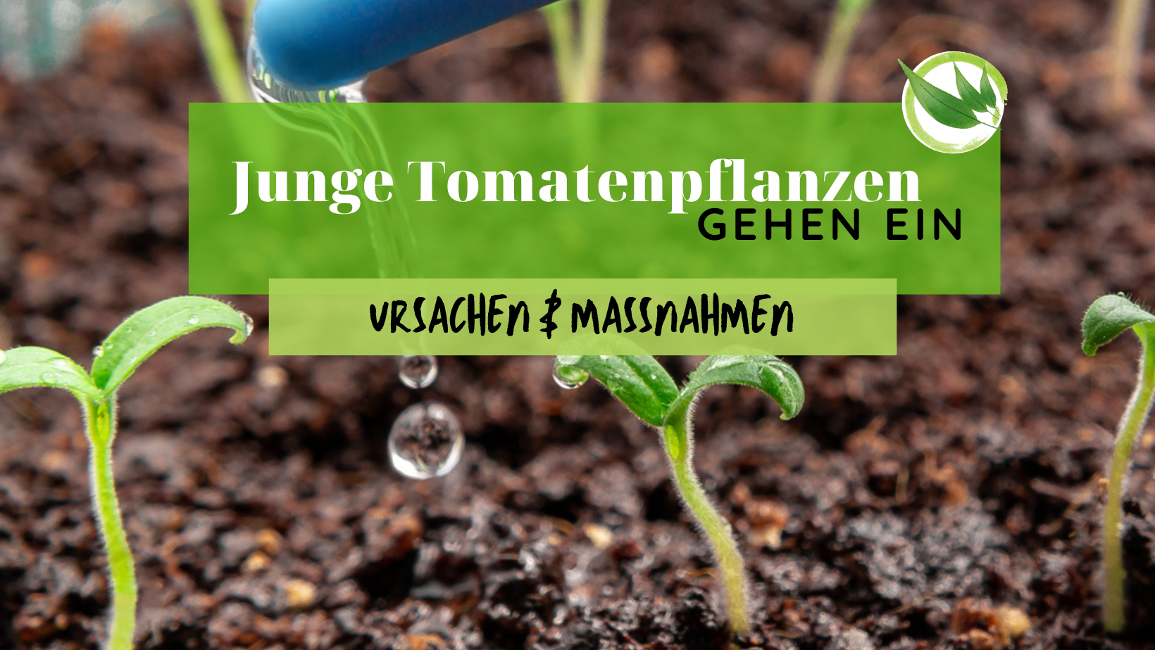 Junge Tomatenpflanzen gehen ein – Ursachen & Maßnahmen