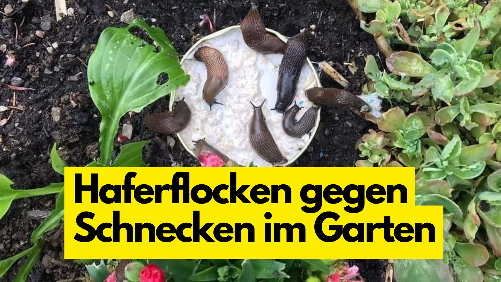 So bekämpfst Du Schnecken im Garten mit Haferflocken