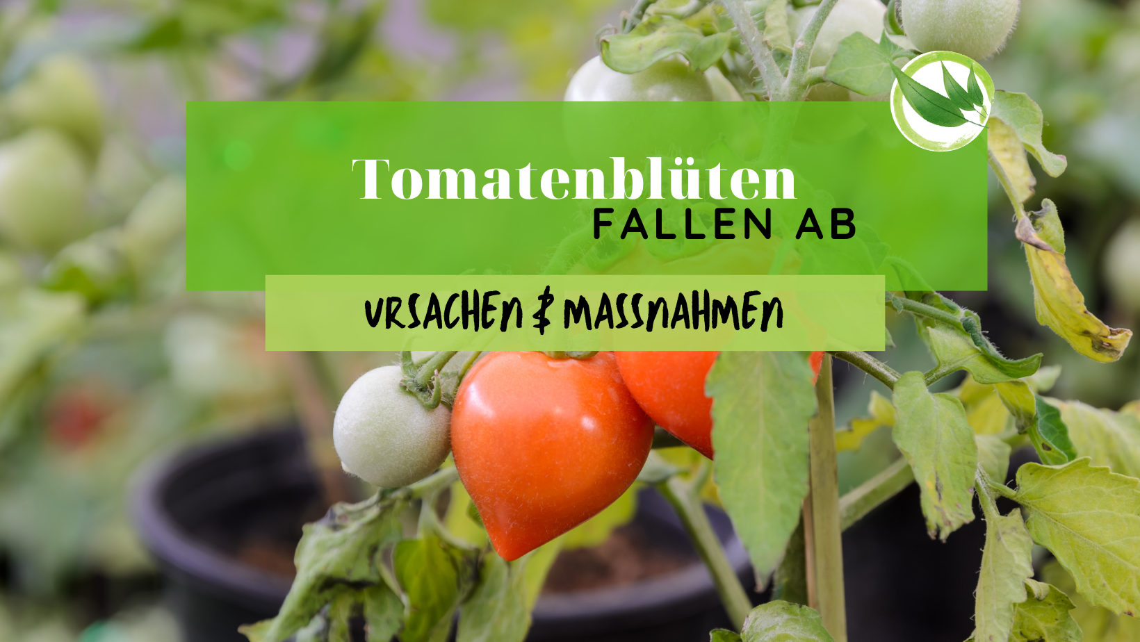 Tomatenblüten fallen ab – Ursachen & Maßnahmen