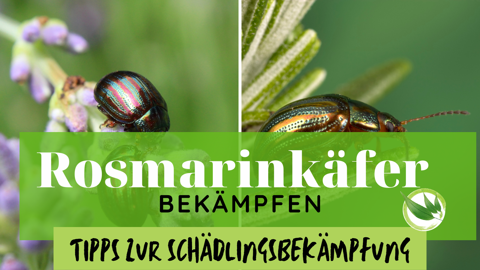 Rosmarinkäfer bekämpfen: Tipps zur effektiven Schädlingsbekämpfung