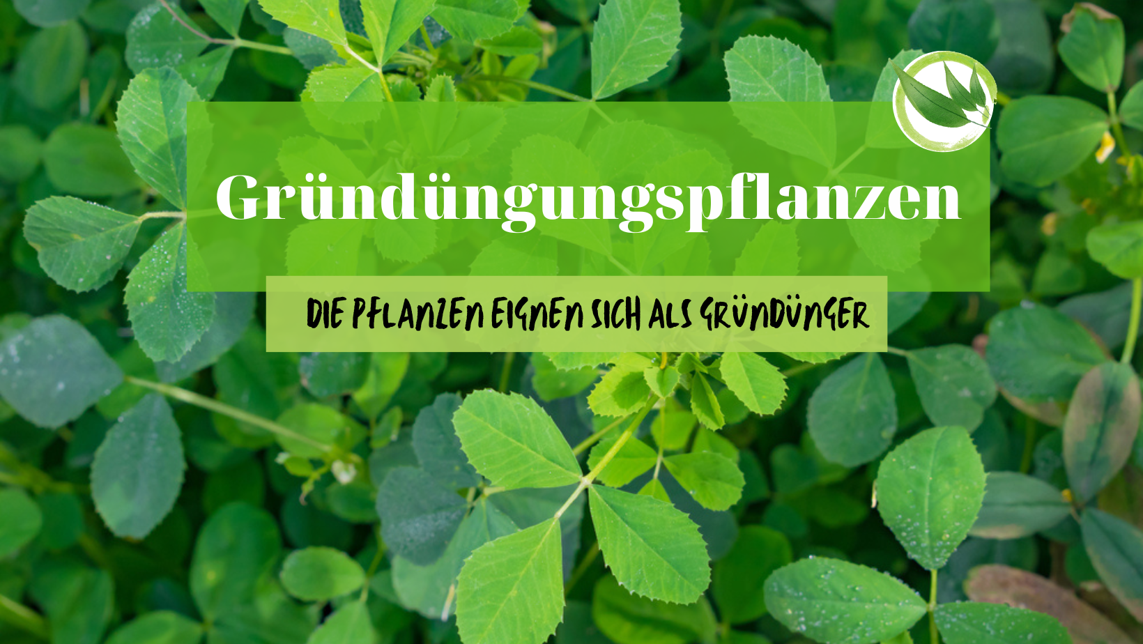 Gründüngungspflanzen – Die Pflanzen eignen sich als Gründünger