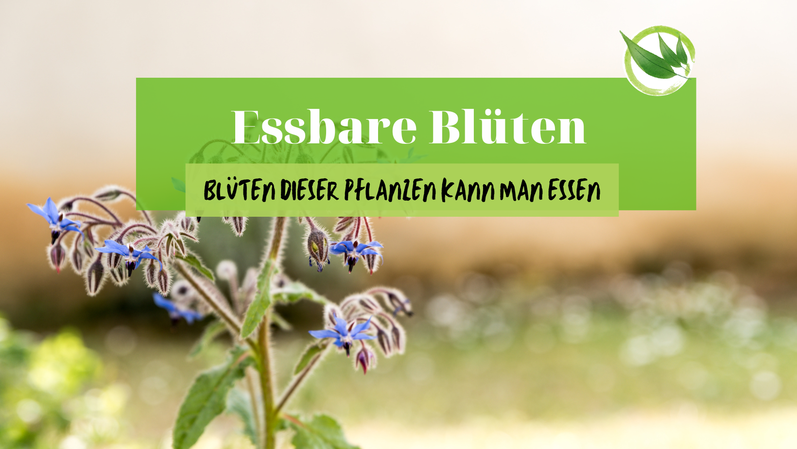 Essbare Blüten: Diese leckeren Pflanzenblüten kannst du essen!