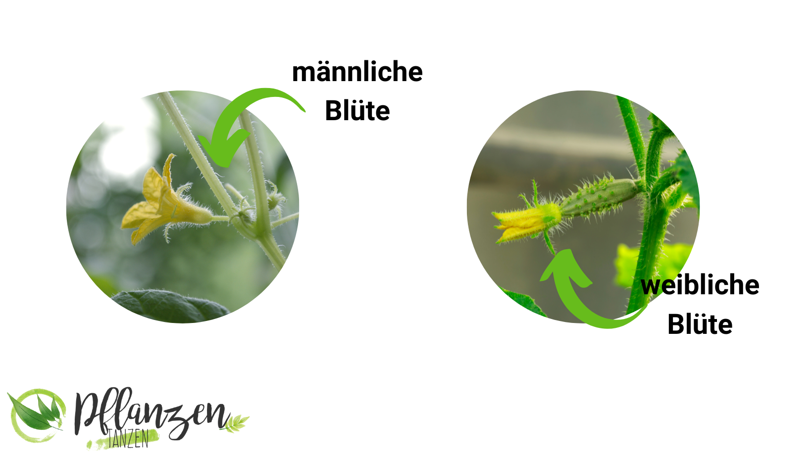 Männliche & weibliche Gurkenblüten erkennen und unterscheiden