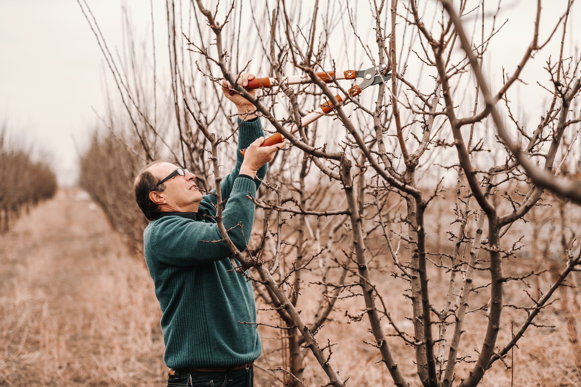 So schneidest Du einen Obstbaum: Anleitung für den richtigen Schnitt