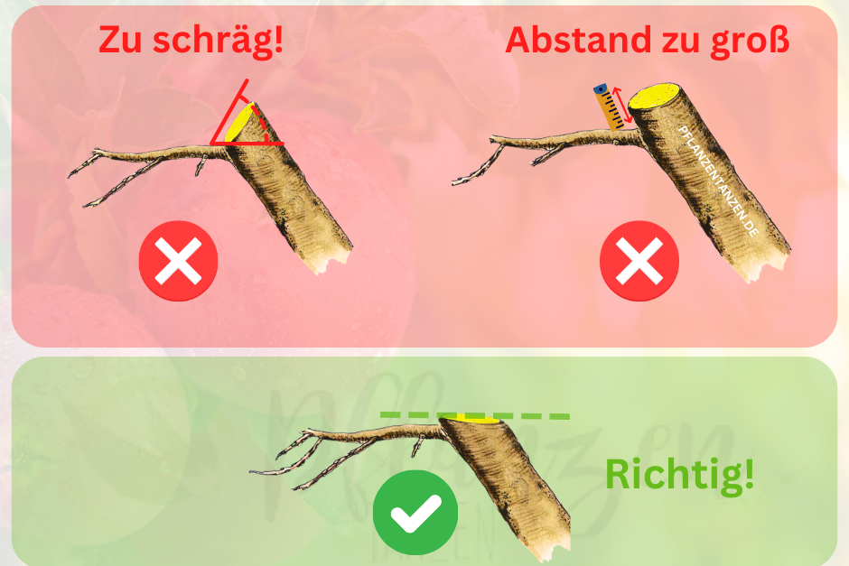 Anleitung zum richtigen Obstbaumschnitt.