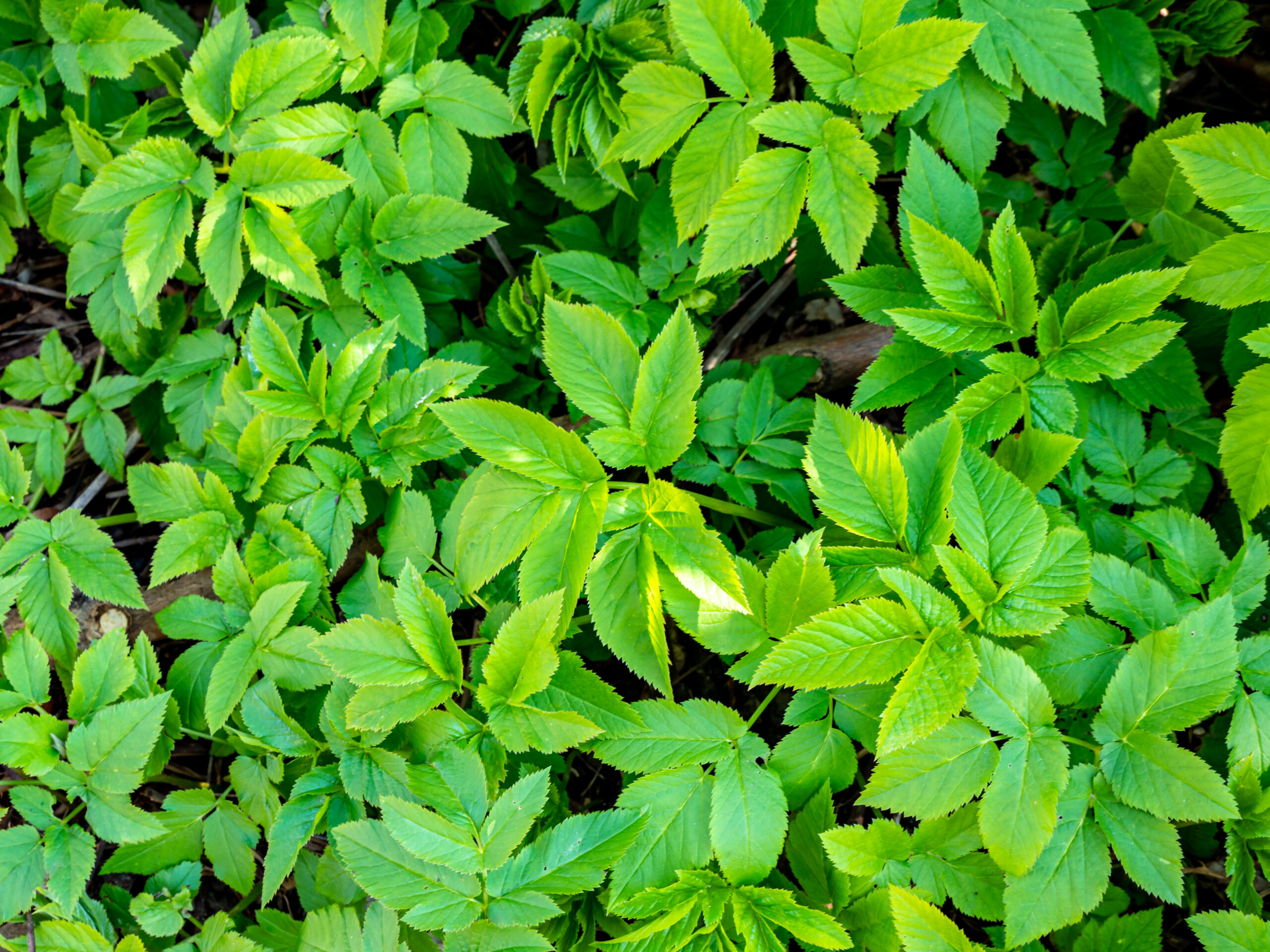 8 Pflanzen, die Giersch aus Deinem Garten verdrängen können