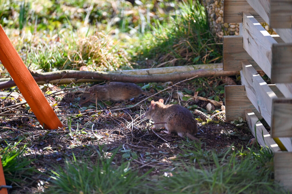 Brown wild brown rats  (  Rattus norvegicus  )   next to a wooden composter in the garden