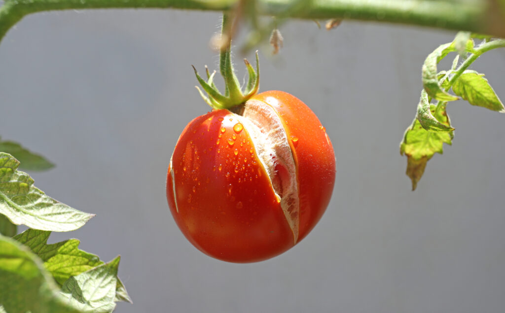 Ripe red tomato on a twig with a split.