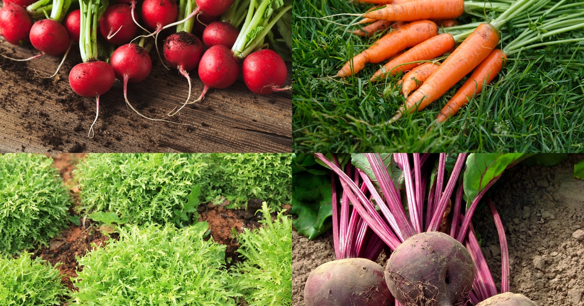 10 Gemüsesorten, die du in Rekordzeit vom Beet auf den Tisch bringst