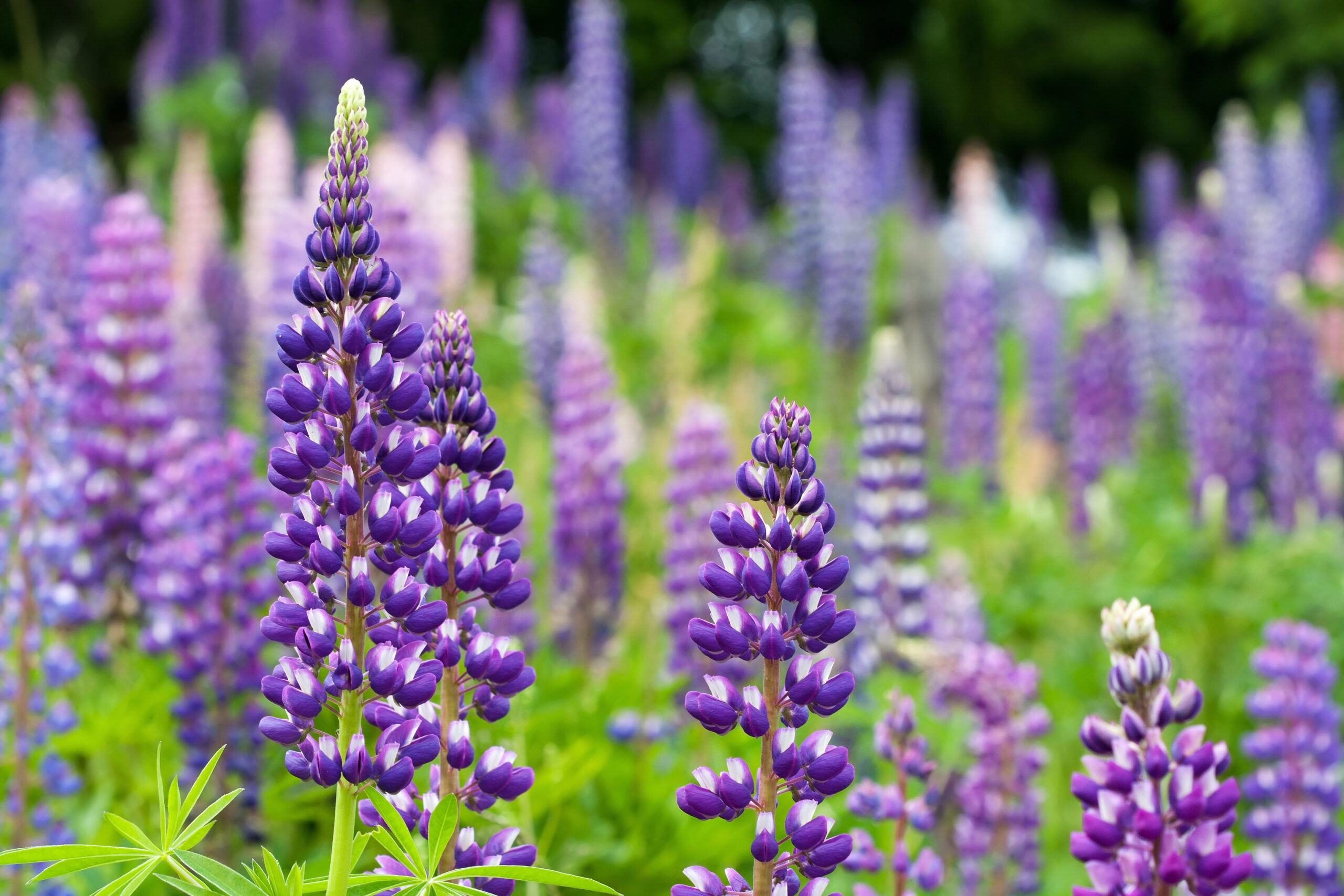 Lupine im Topf ziehen – 9 Tipps wie es klappt