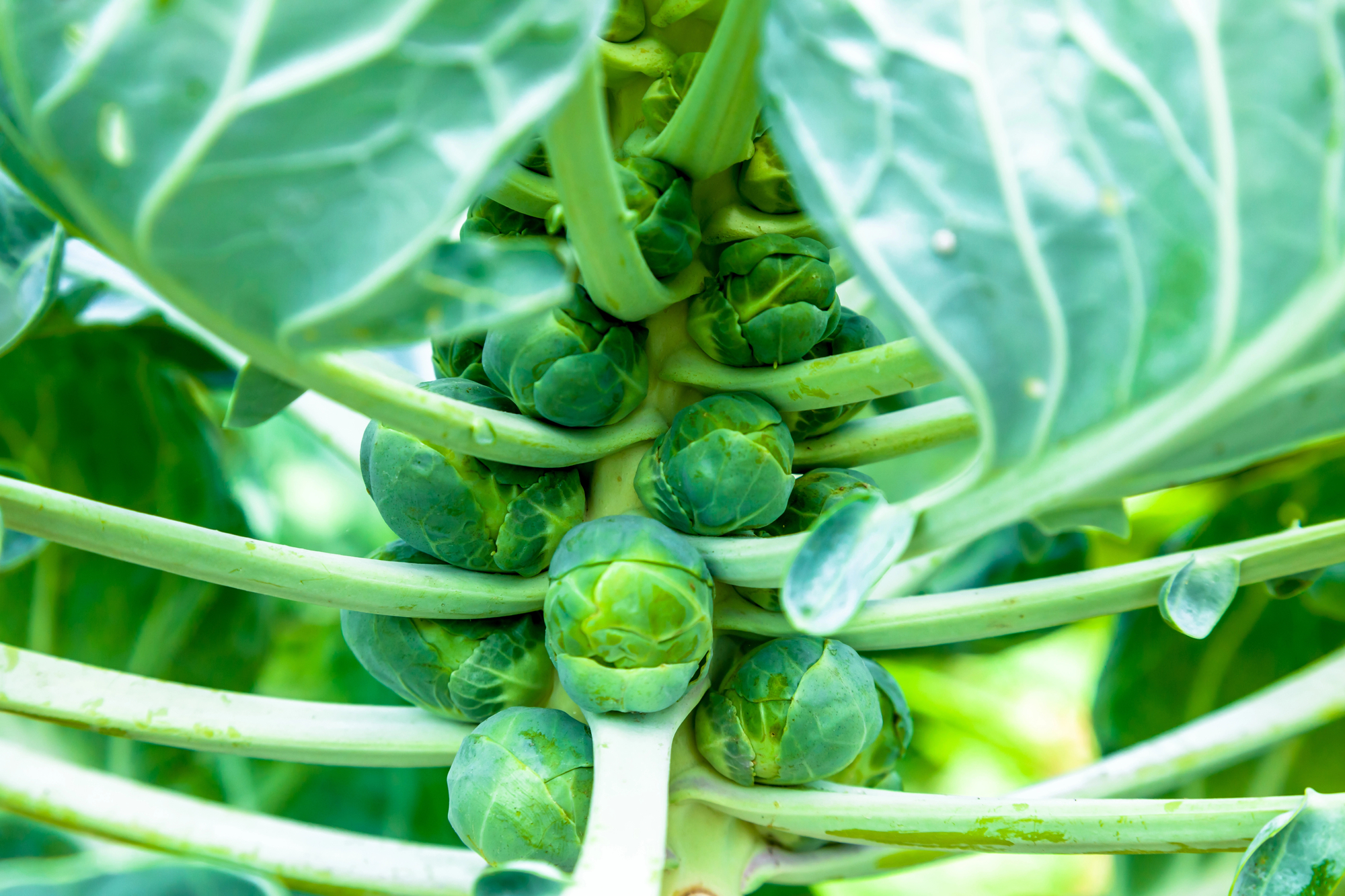 Rosenkohl pflanzen: Alles über Aussaat & Pflege