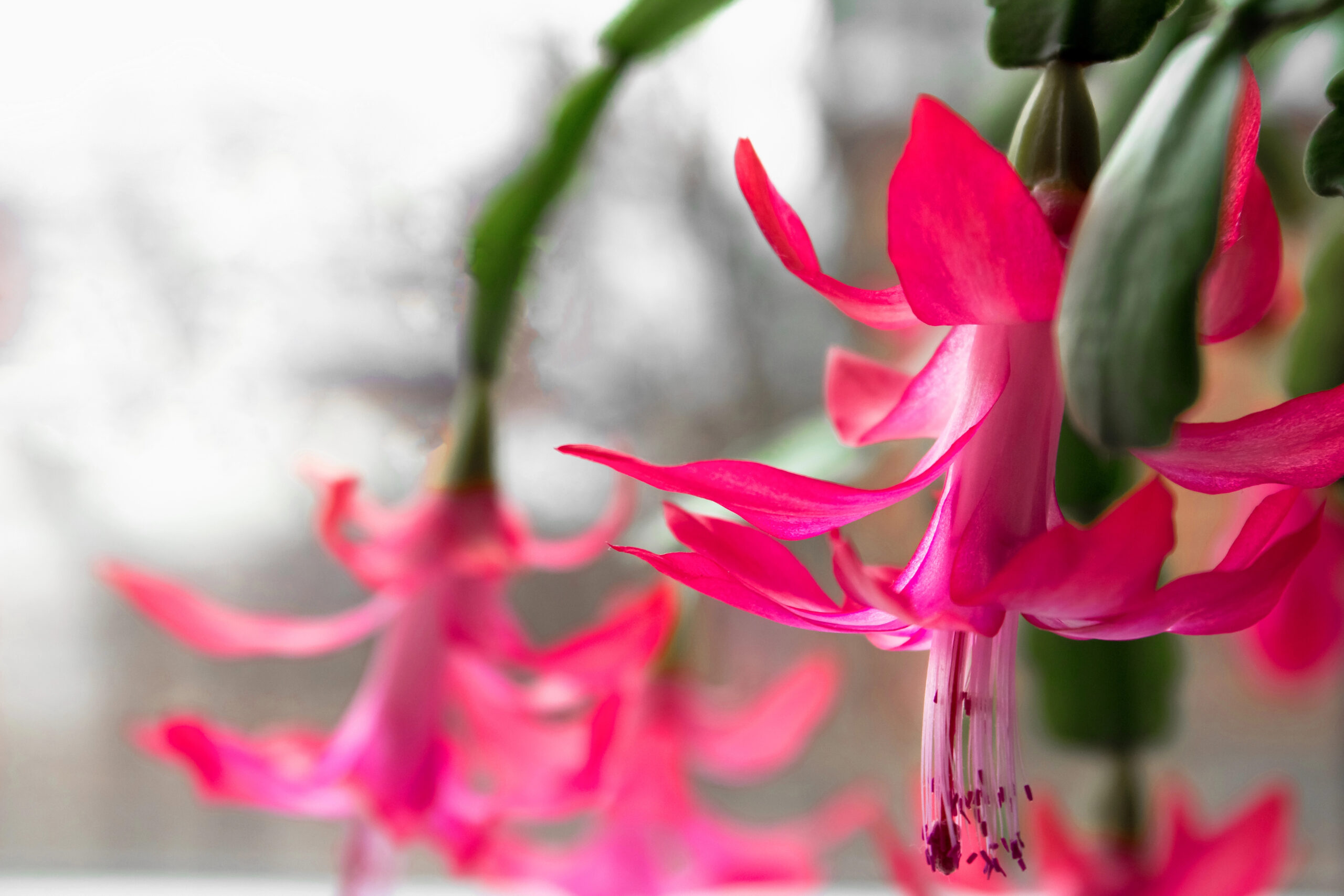 7 häufige Fehler bei der Pflege des Weihnachtskaktus (Schlumbergera) und wie du sie vermeidest