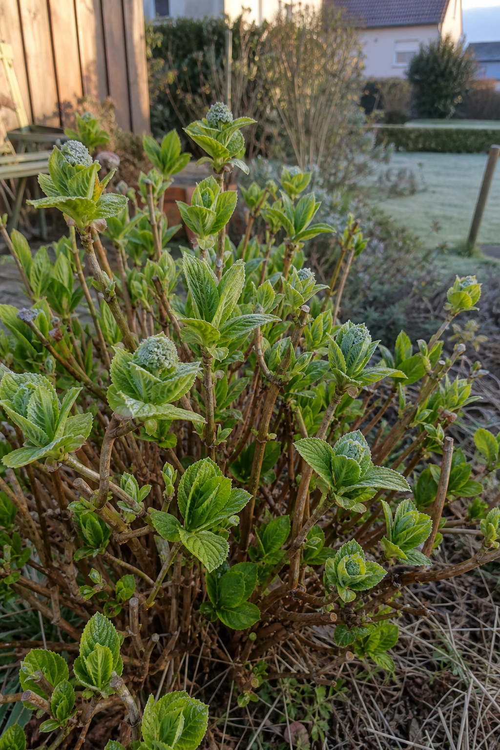 Junge Blütenknospen einer Bauernhortensie an den vorjährigen Trieben mit leichtem Frostüberzug im Morgenlicht eines Aprilmorgens.