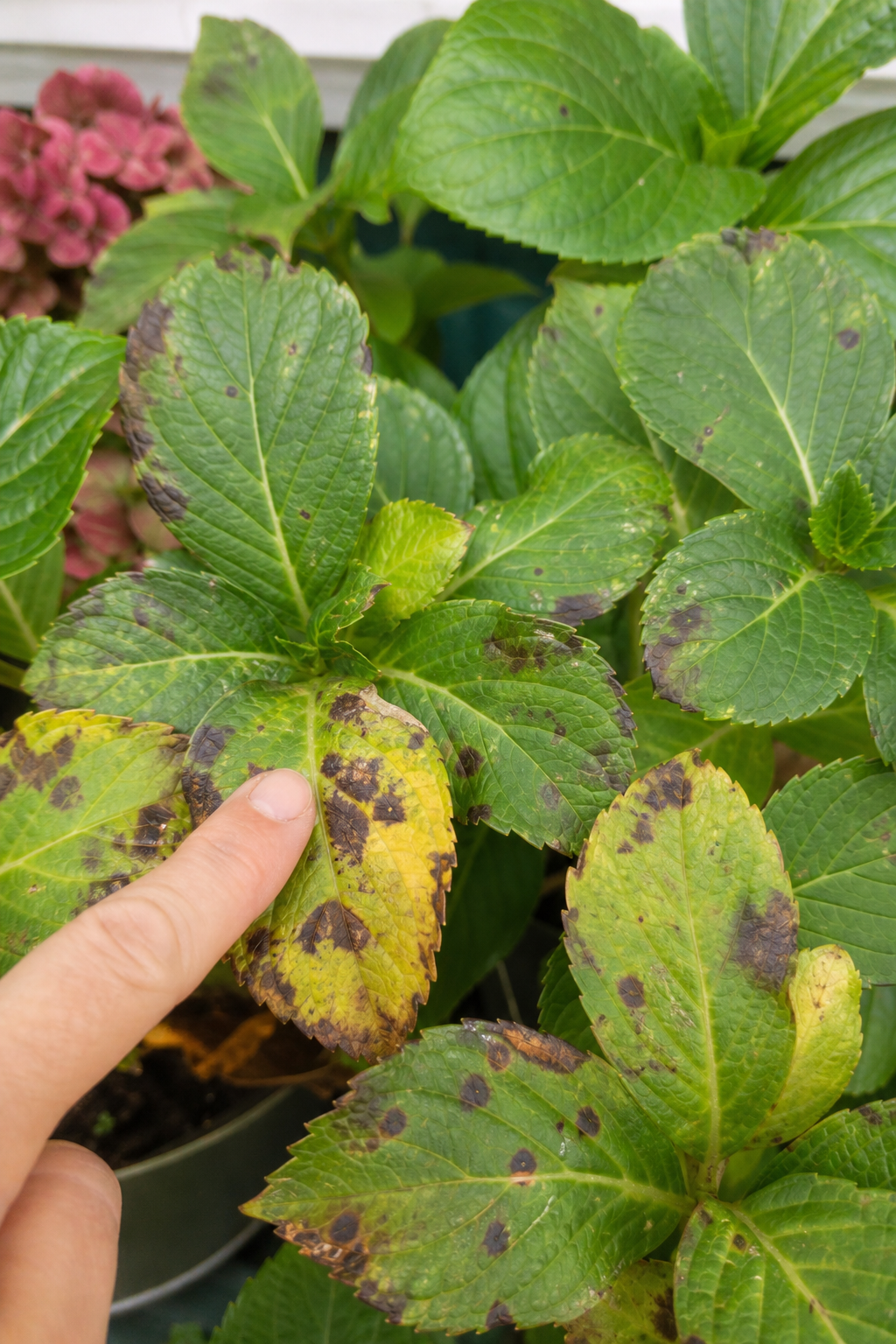 Hortensienblätter mit dunklen violettbraunen Flecken einer Blattfleckenkrankheit, ein Finger zeigt auf einen der Flecken, im Hintergrund noch gesunde Blätter.