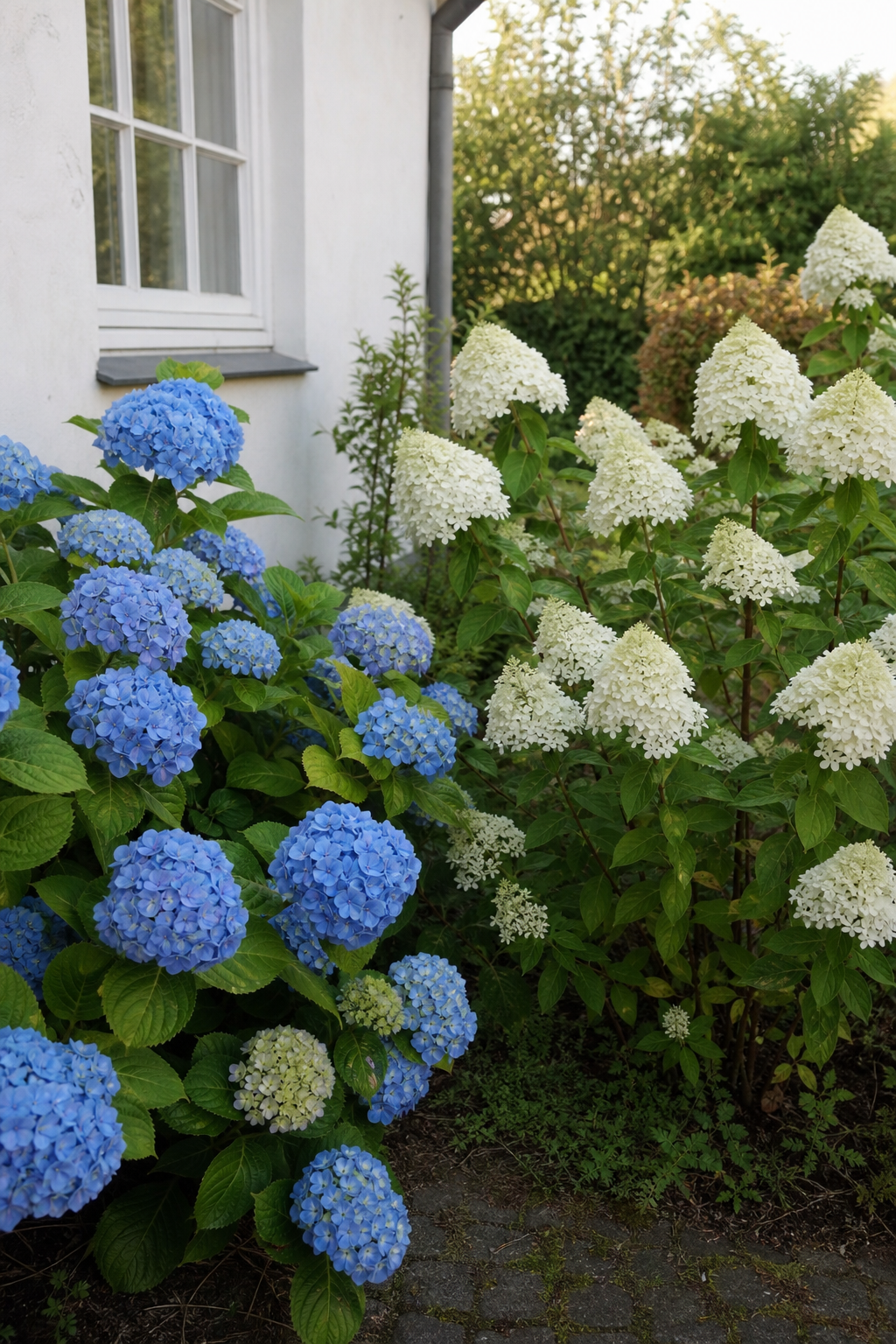 Zwei Hortensien nebeneinander, links eine Bauernhortensie mit blauen Blütenkugeln, rechts eine Rispenhortensie mit weißen kegelförmigen Blütenständen.