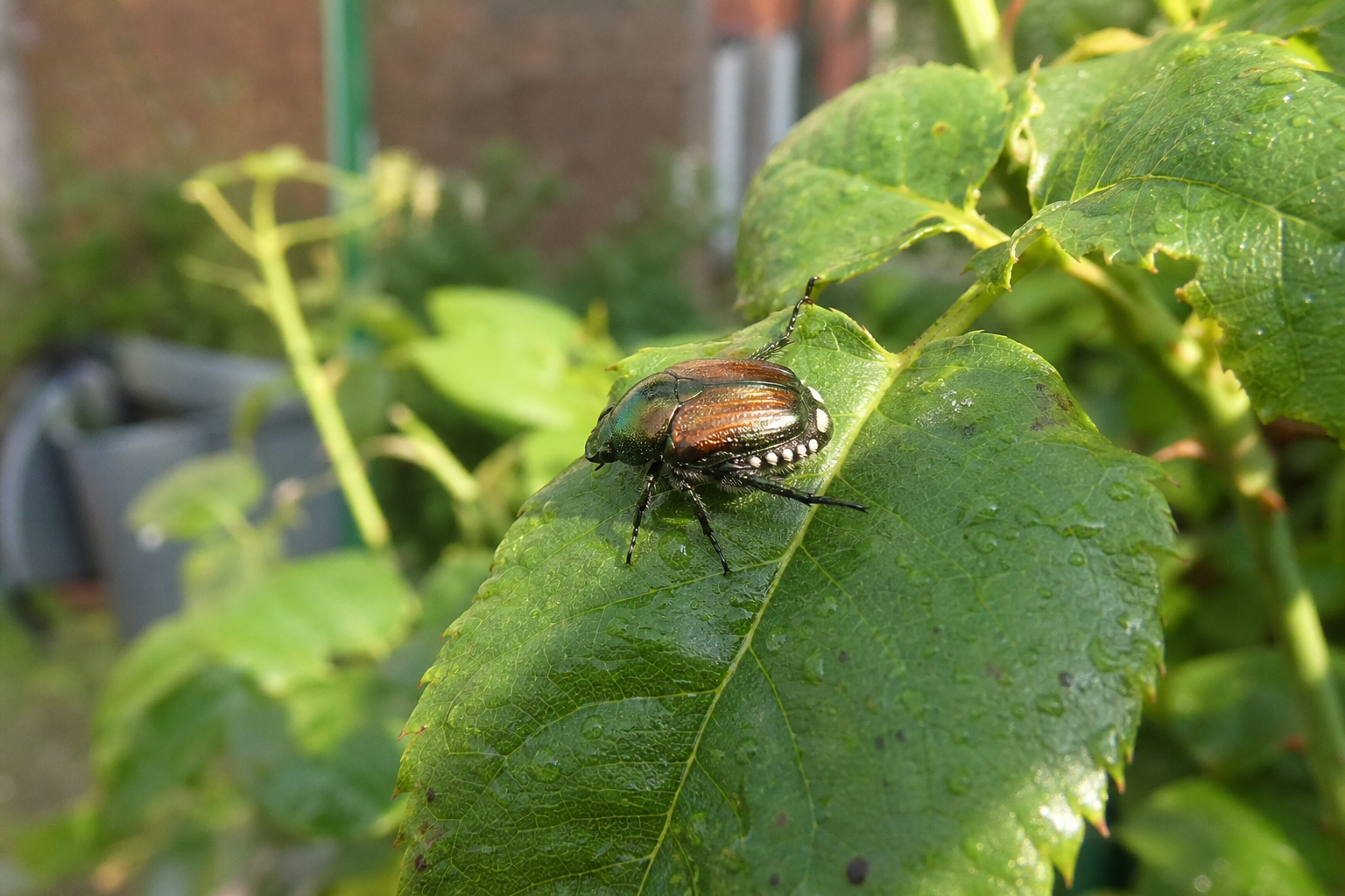 Japankäfer im Garten: erkennen, melden und sicher unterscheiden