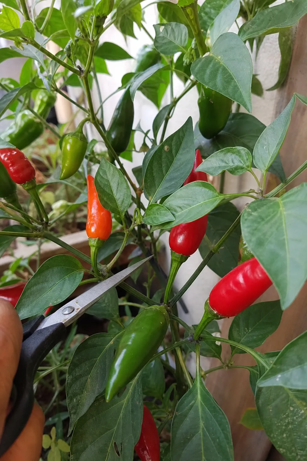 An einer Chilipflanze haengen gruene, orange und rote Schoten gleichzeitig, eine Hand setzt die Schere zum Ernten am Stiel an.