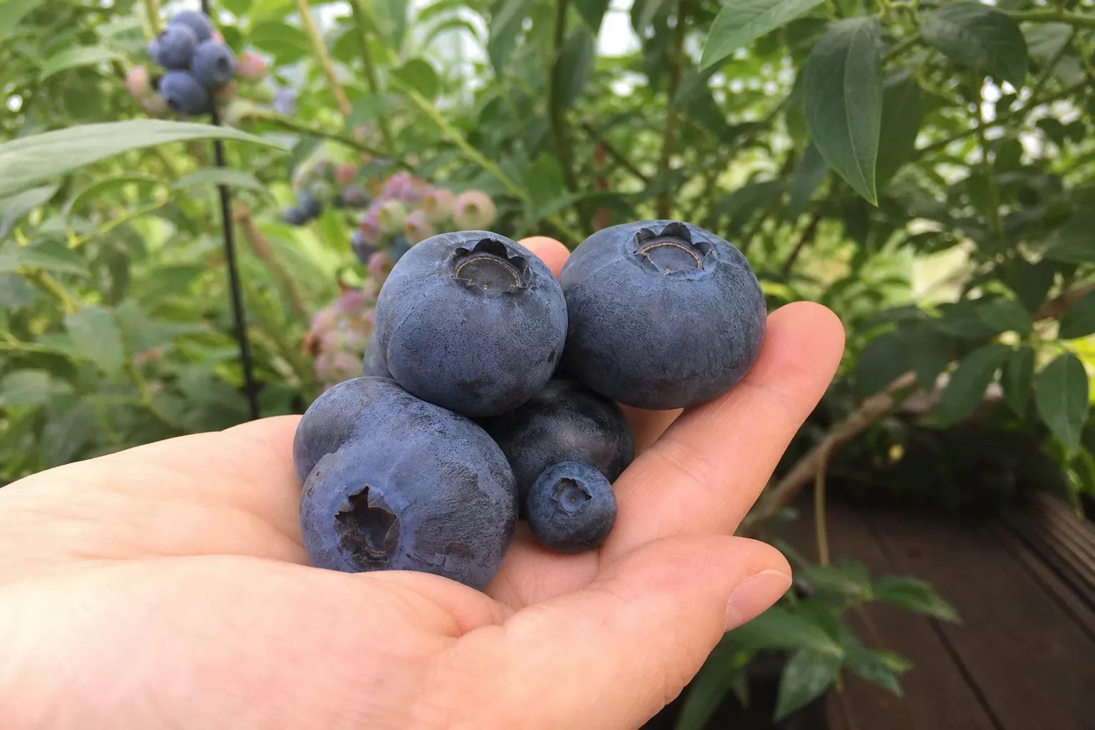 Große Heidelbeeren: Diese Sorten machen kirschgroße Beeren