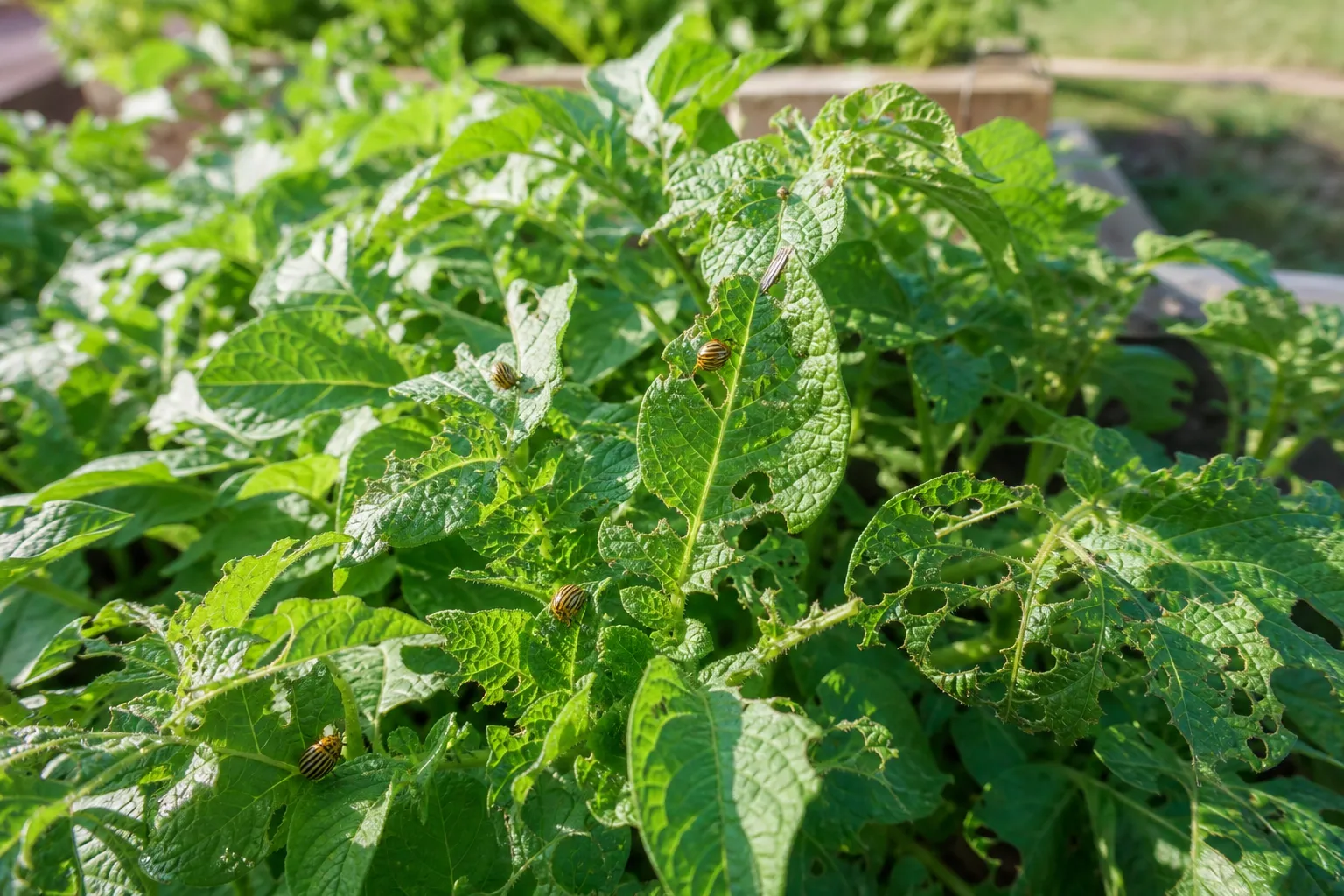 Kartoffelkäfer erkennen und biologisch bekämpfen