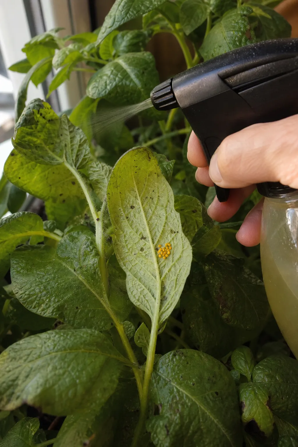 Frisch angerührte Neem-Spritzbrühe wird auf Kartoffelblätter mit Eigelegen an der Unterseite aufgetragen.