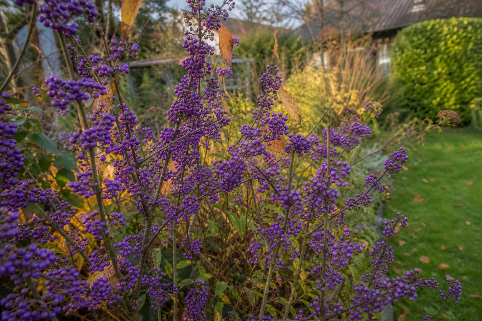 Liebesperlenstrauch pflanzen und pflegen: violette Beeren für Herbst und Winter