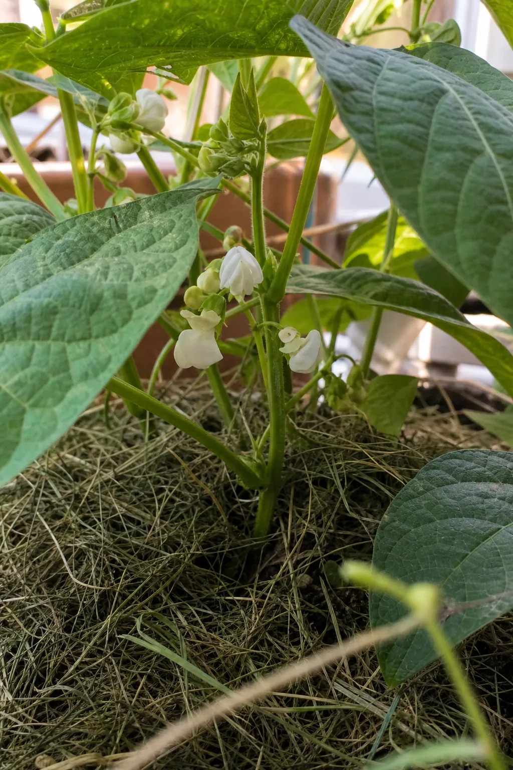 Buschbohnen in einer Turmetage mit einer dünnen Schicht angetrockneten Rasenschnitts um die Stängel und ersten weißen Blüten.