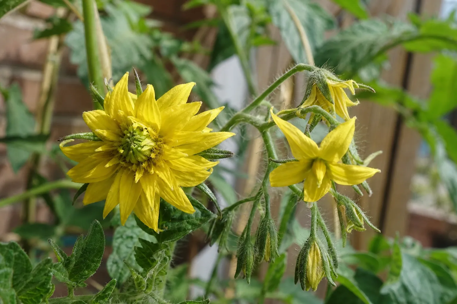 Tomaten-Megablüten: was diese fusionierten Blüten bedeuten