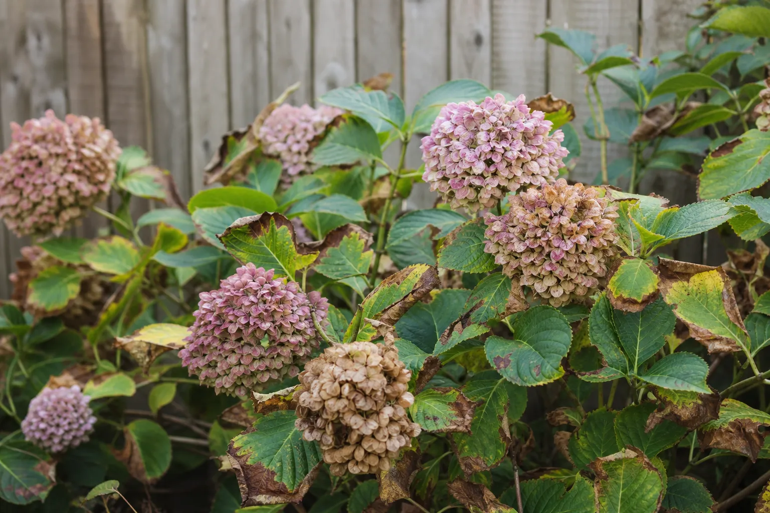 Hortensie bekommt braune Blätter: Ursachen erkennen und richtig handeln