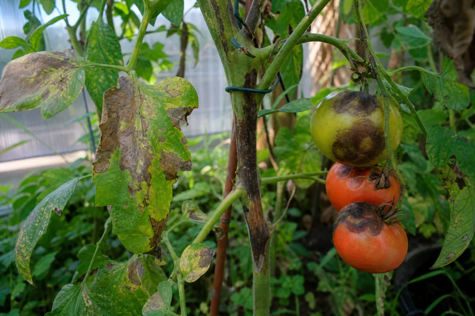 Kraut- und Braunfäule an Tomaten: früh erkennen und clever vorbeugen
