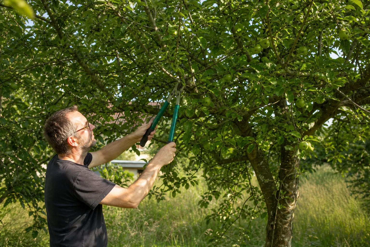 Obstbäume im Sommer schneiden: Warum der Sommerschnitt oft mehr bringt als der Winterschnitt