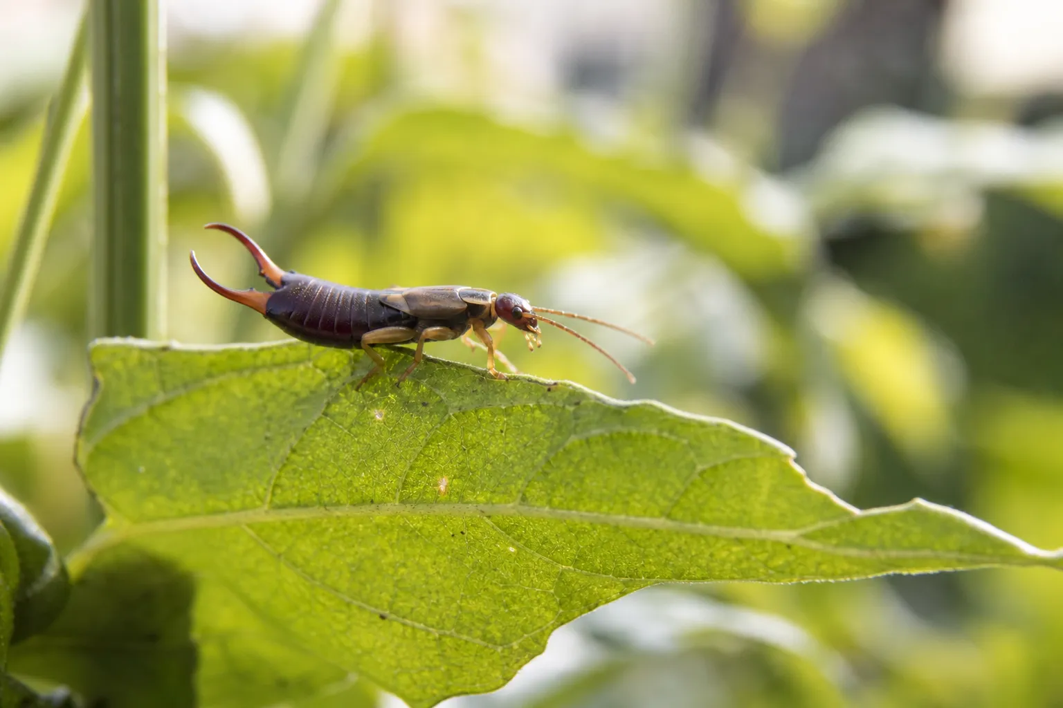 Ohrwürmer im Garten: Nützling mit kleinen Macken