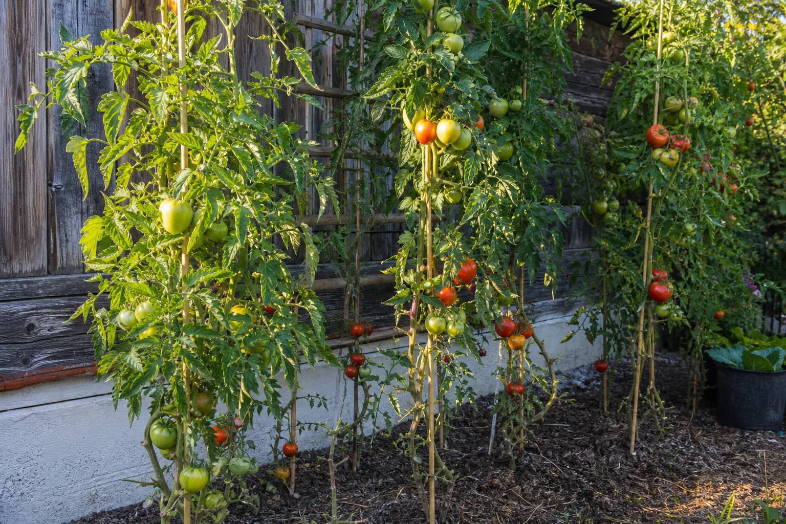 Stabtomaten: Die 7 häufigsten Fehler — und wie du sie vermeidest