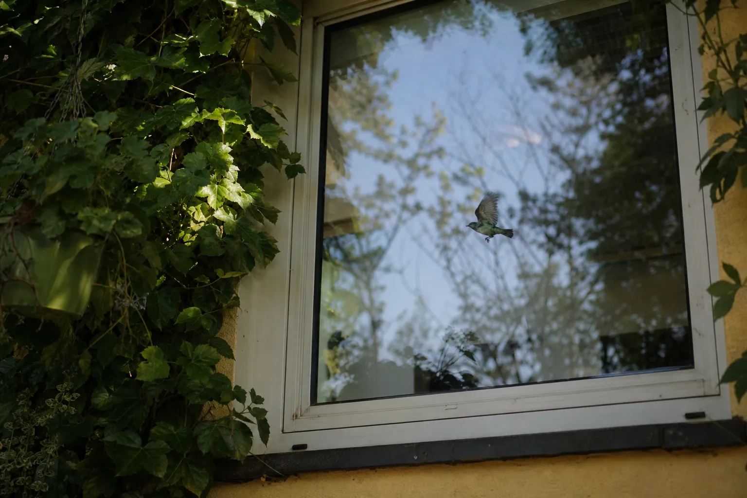 Vogelschlag am Fenster verhindern: was wirklich schützt