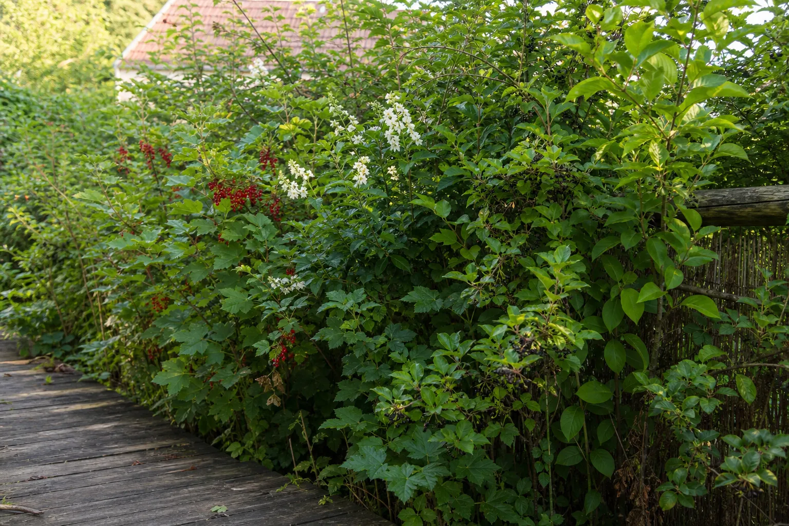 Essbare Hecke pflanzen: 8 Sträucher für einen Sichtschutz zum Naschen
