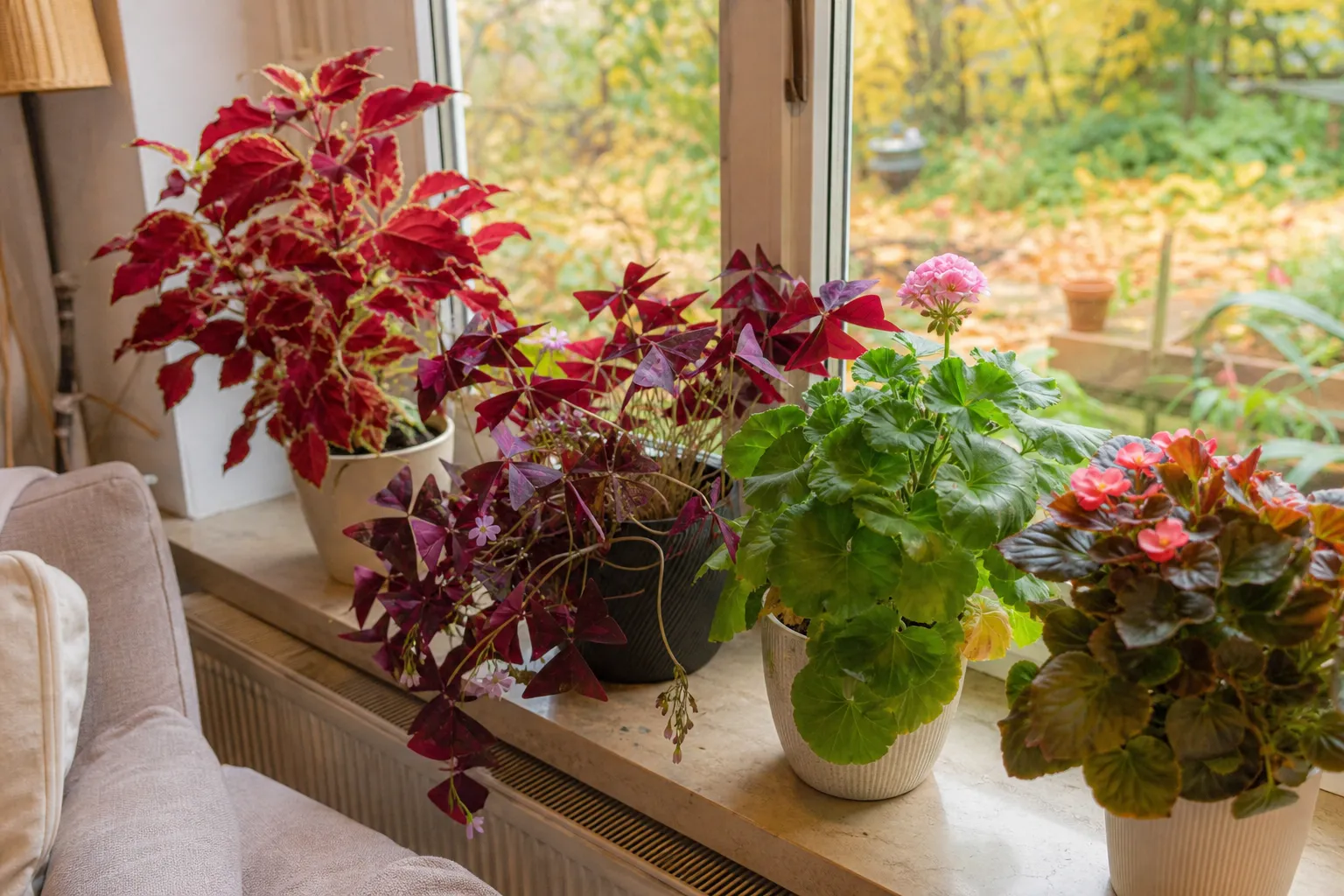 Gartenpflanzen ins Haus holen: 5 Sommerpflanzen als Zimmerpflanze überwintern