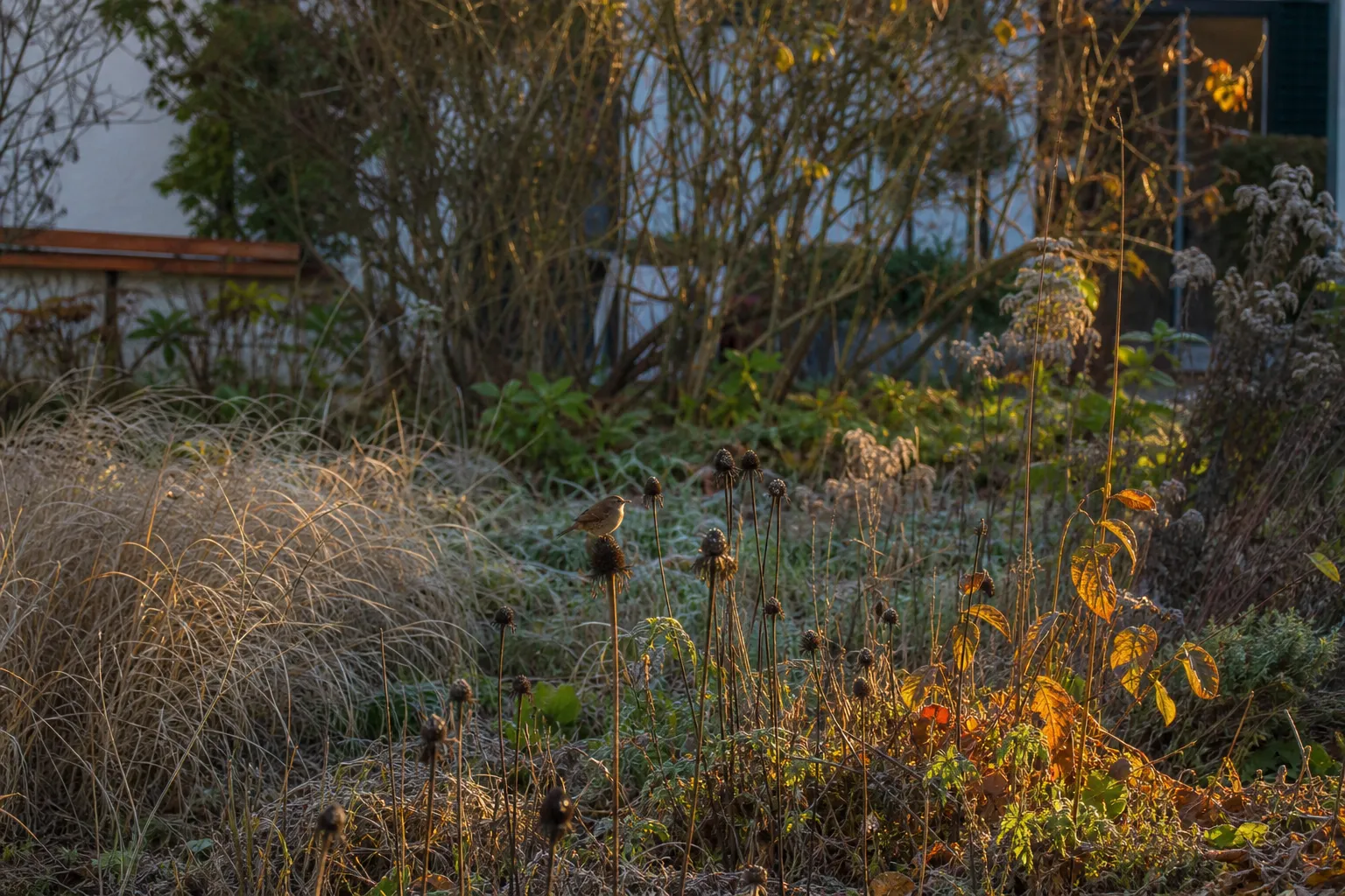 Warum du deinen Garten im Herbst nicht aufräumen solltest