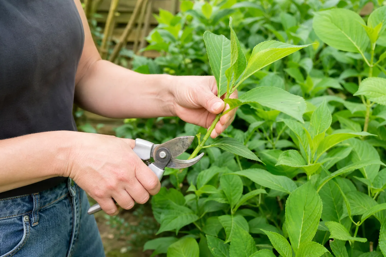 Hortensien vermehren: So gelingen Stecklinge zuverlässig