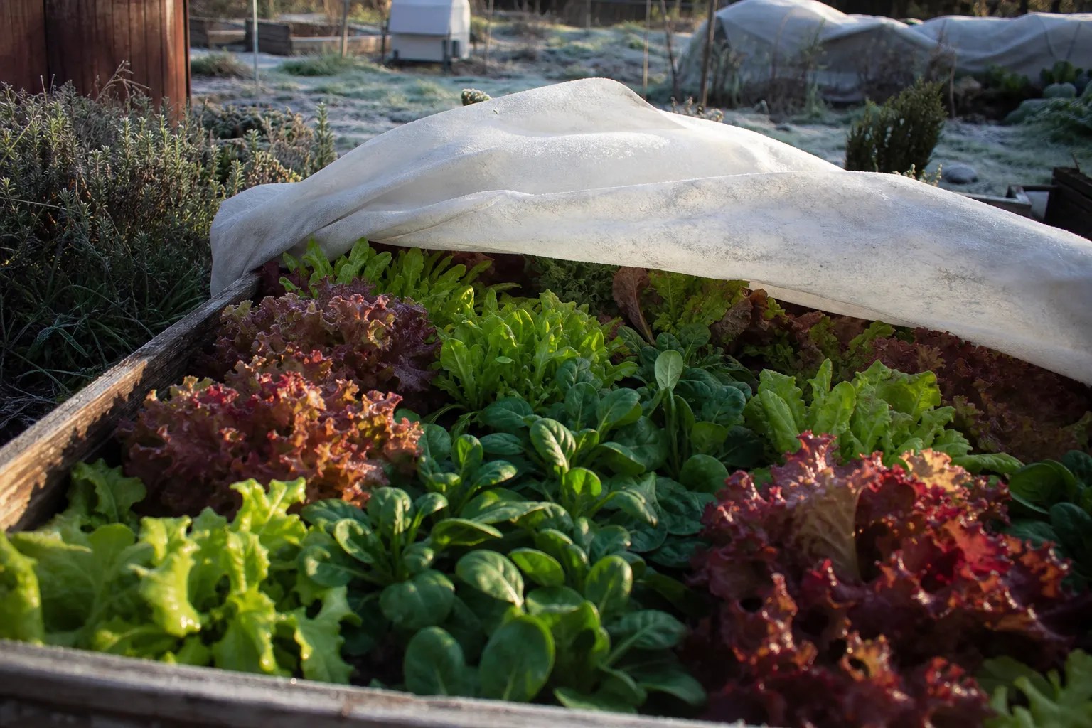 Salat im Herbst und Winter anbauen: Sorten und Schutz