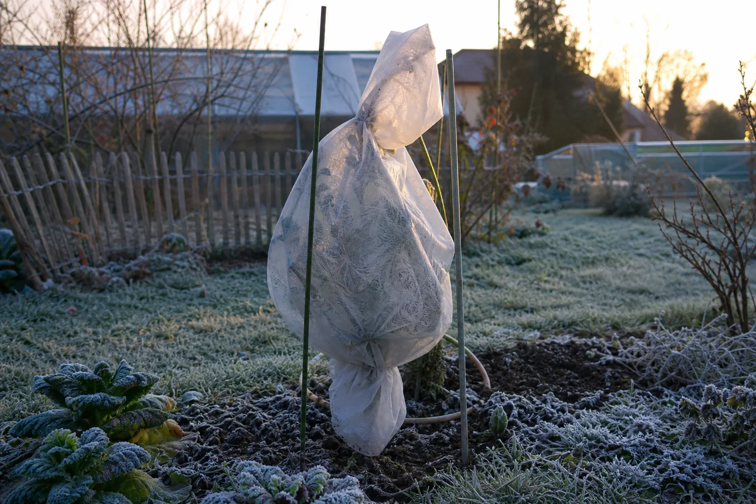 Tomaten vor Frost schützen: im Frühjahr und im Herbst