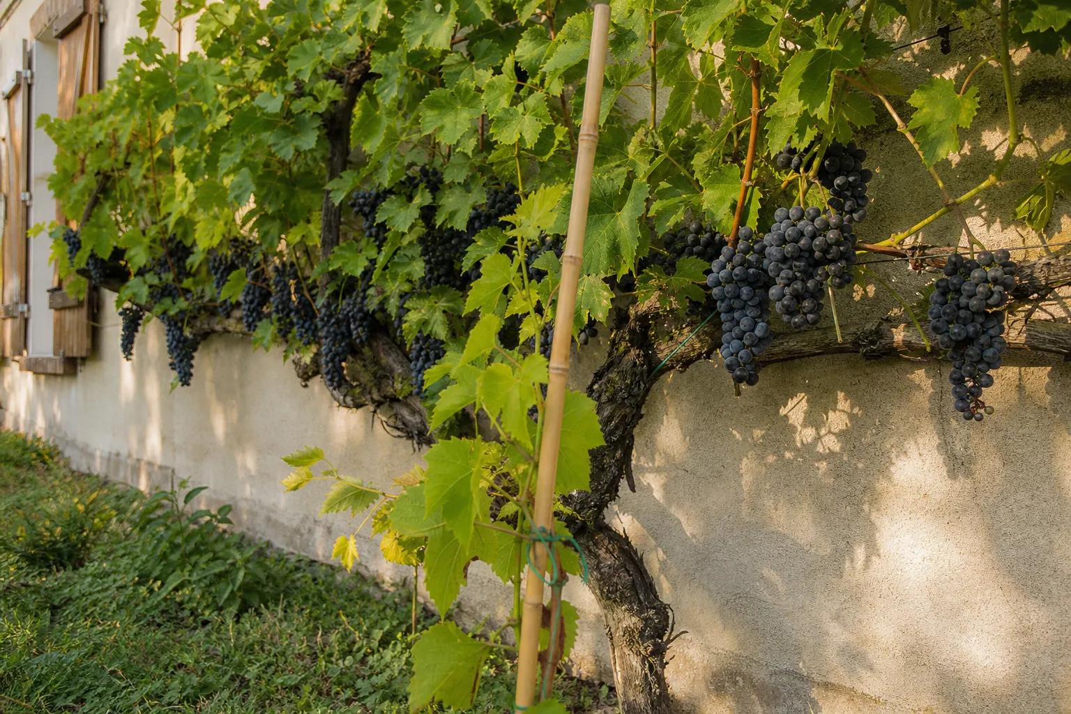 Weinreben pflanzen: Standort, Sorte und die ersten drei Jahre