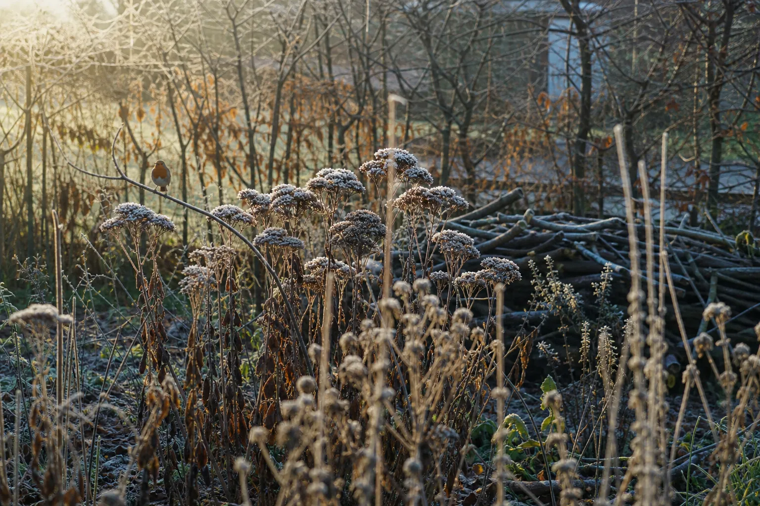 Garten als Winterquartier: so hilfst du Tieren durch die kalte Zeit