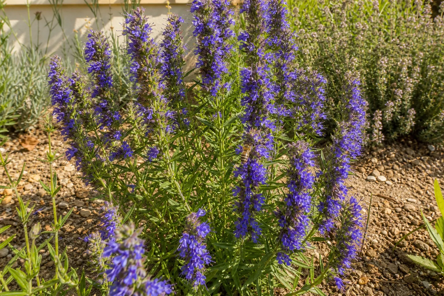 Ysop pflanzen und pflegen: der aromatische Bienenmagnet für trockene Beete