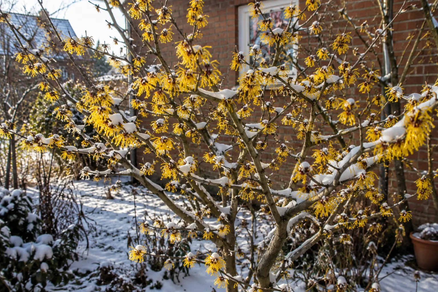 Zaubernuss (Hamamelis): der Strauch, der im Januar duftet